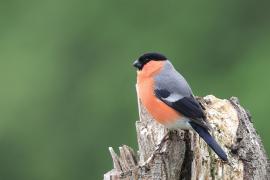 Gil - Eurasian Bullfinch