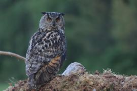 Puchacz - Eurasian Eagle-Owl