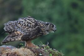 Puchacz - Eurasian Eagle-Owl