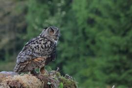 Puchacz - Eurasian Eagle-Owl