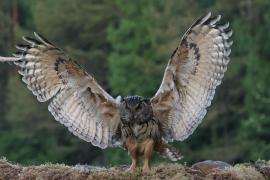 Puchacz - Eurasian Eagle-Owl