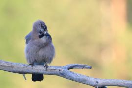 Sójka - Eurasian Jay