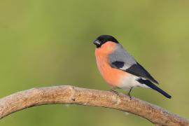 Gil - Eurasian Bullfinch