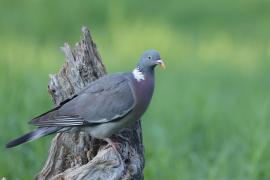 Grzywacz - Wood Pigeon