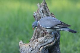 Grzywacz - Wood Pigeon