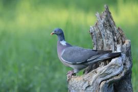 Grzywacz - Wood Pigeon