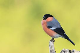 Gil - Eurasian Bullfinch