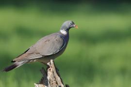 Grzywacz - Wood Pigeon