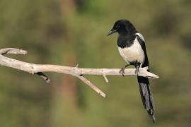 Sroka - Pica pica - Eurasian Magpie