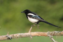 Sroka - Pica pica - Eurasian Magpie