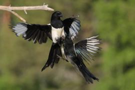 Sroka - Pica pica - Eurasian Magpie