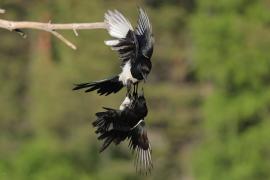 Sroka - Pica pica - Eurasian Magpie