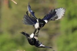 Sroka - Pica pica - Eurasian Magpie