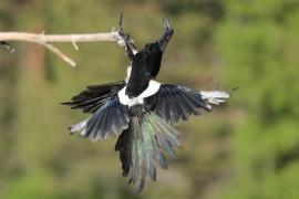 Sroka - Pica pica - Eurasian Magpie