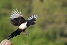 Sroka - Pica pica - Eurasian Magpie