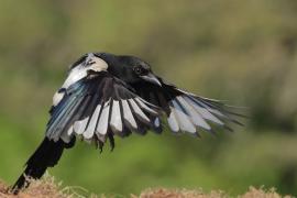 Sroka - Pica pica - Eurasian Magpie