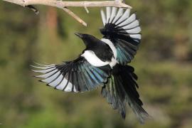 Sroka - Pica pica - Eurasian Magpie