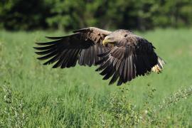 Bielik - Haliaeetus albicilla - White-tailed Sea Eagle