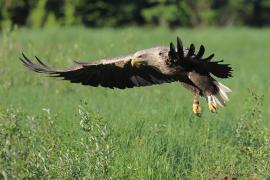 Bielik - Haliaeetus albicilla - White-tailed Sea Eagle