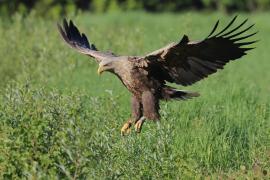 Bielik - Haliaeetus albicilla - White-tailed Sea Eagle