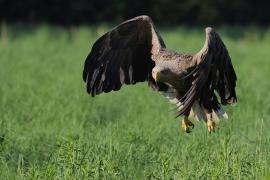 Bielik - Haliaeetus albicilla - White-tailed Sea Eagle