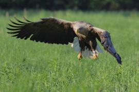 Bielik - Haliaeetus albicilla - White-tailed Sea Eagle