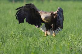 Bielik - Haliaeetus albicilla - White-tailed Sea Eagle