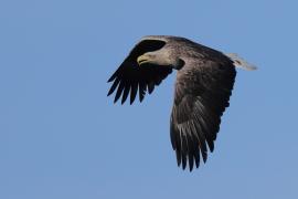 Bielik - Haliaeetus albicilla - White-tailed Sea Eagle