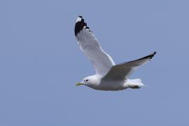 Mewa siwa - Larus canus - Mew Gull