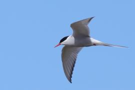 Rybitwa popielata - Sterna paradisaea - Arctic Tern