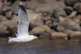 Mewa siwa - Larus canus - Mew Gull