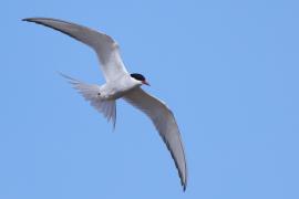 Rybitwa popielata - Sterna paradisaea - Arctic Tern