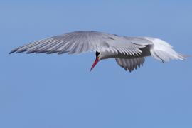 Rybitwa popielata - Sterna paradisaea - Arctic Tern