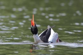 Szlachar - Mergus serrator - Red-breasted Merganser