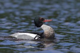 Szlachar - Mergus serrator - Red-breasted Merganser