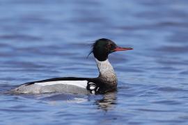 Szlachar - Mergus serrator - Red-breasted Merganser