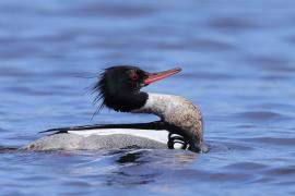 Szlachar - Mergus serrator - Red-breasted Merganser
