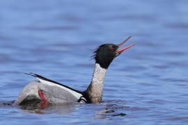 Szlachar - Mergus serrator - Red-breasted Merganser