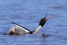 Szlachar - Mergus serrator - Red-breasted Merganser