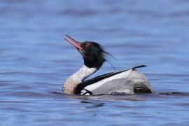 Szlachar - Mergus serrator - Red-breasted Merganser