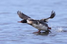 Szlachar - Mergus serrator - Red-breasted Merganser