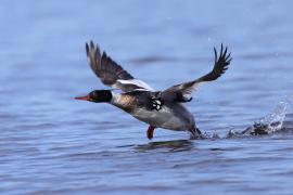 Szlachar - Mergus serrator - Red-breasted Merganser