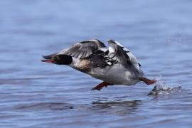 Szlachar - Mergus serrator - Red-breasted Merganser