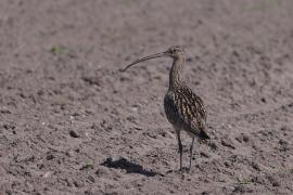 Kulik wielki - Numenius arquata - Eurasian Curlew