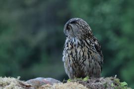 Puchacz - Eurasian Eagle-Owl