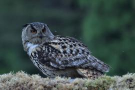 Puchacz - Eurasian Eagle-Owl