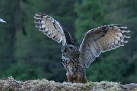 Puchacz - Eurasian Eagle-Owl