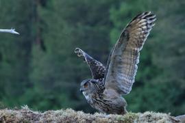 Puchacz - Eurasian Eagle-Owl