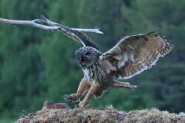 Puchacz - Eurasian Eagle-Owl