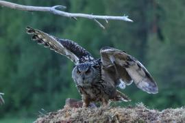 Puchacz - Eurasian Eagle-Owl